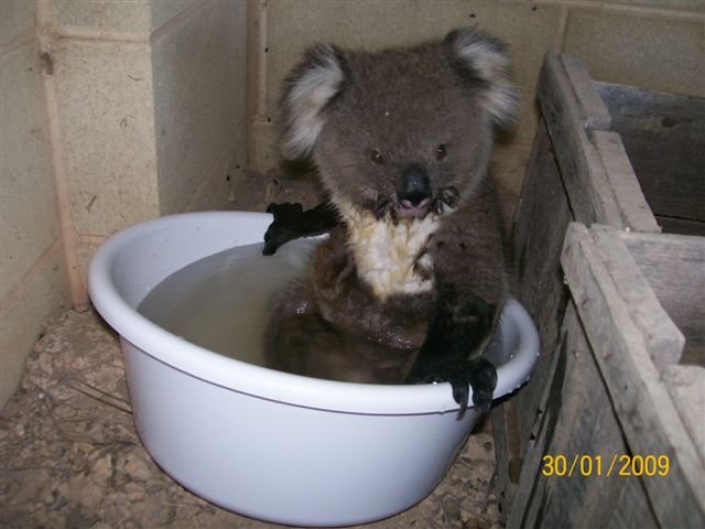 Koalas en busca de agua 006